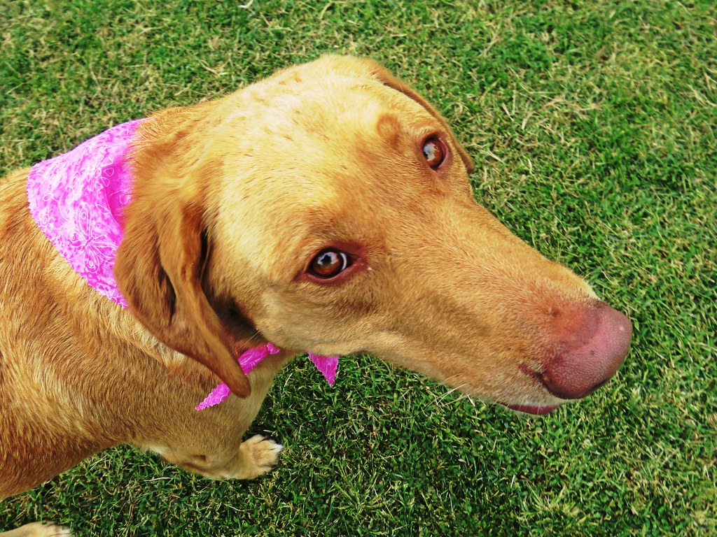 Petit chien coupé aux ciseaux après un toilettage complet